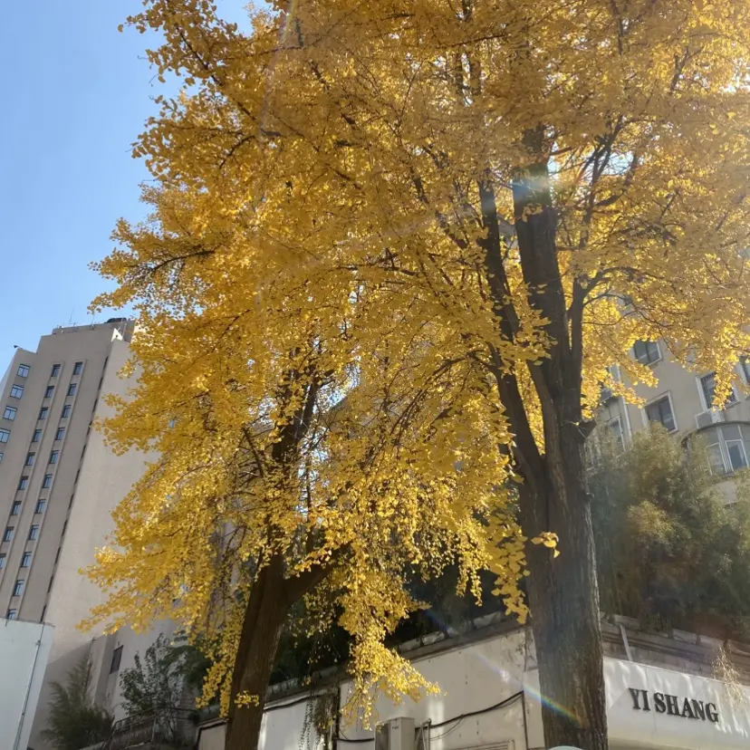 《想要成为影之实力者！残响篇》-全网首发1080P免费完整版HD中字-《想要成为影之实力者！残响篇》高清在线观看网盘资源